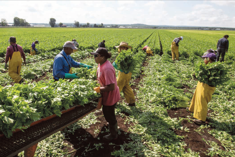 seasonal-agricultural-workers.png